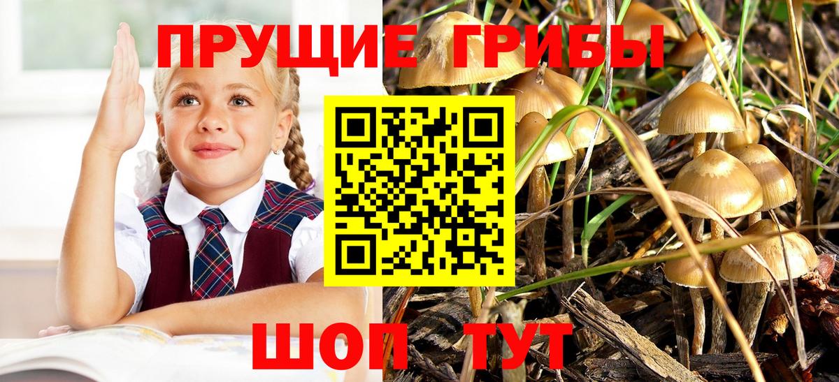 Псилоцибиновые грибы Cubensis  Вход с VPN  Королёв 