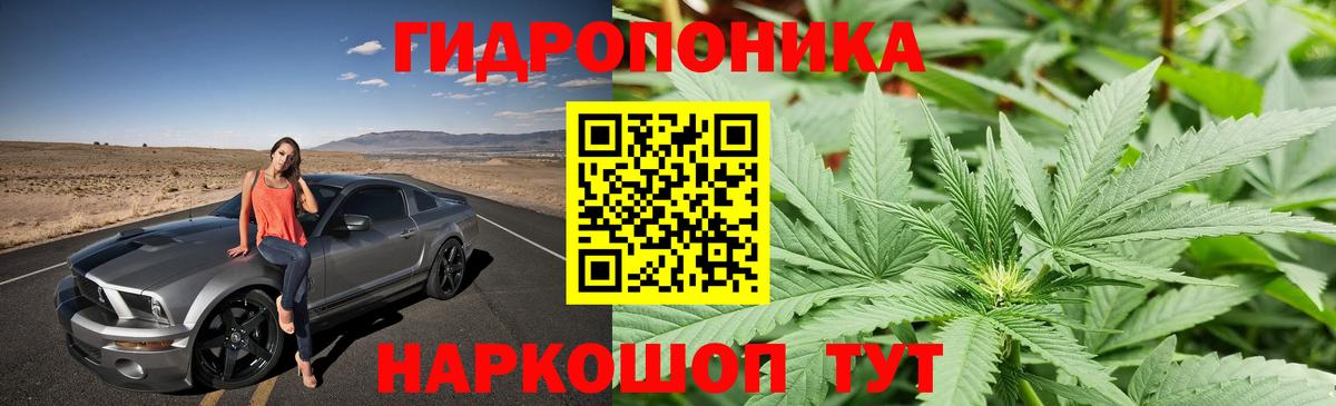 Каннабис сатива Королёв